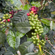 Peru Finca Artemira - Family Lot