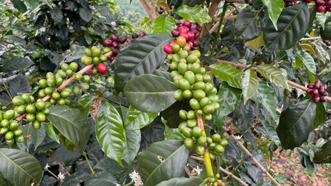 Peru Finca Artemira - Family Lot