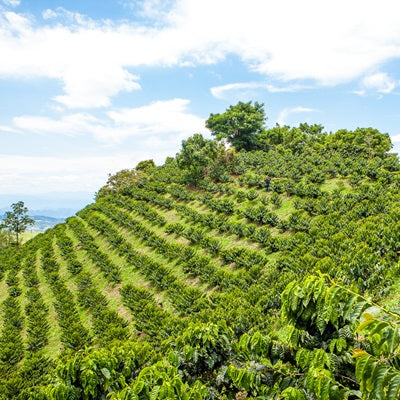 Colombia Condor Decaf