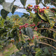 Peru Finca Artemira - Family Lot