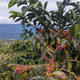 Peru Finca Artemira - Family Lot
